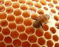 شرح الگوریتم کلونی مورچه و زنبور عسل
